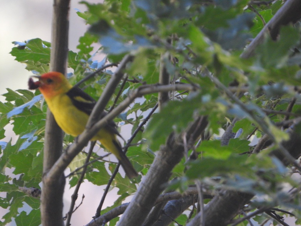 Western Tanager - ML621751091