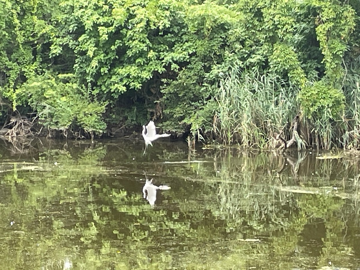 Great Egret - ML621751114