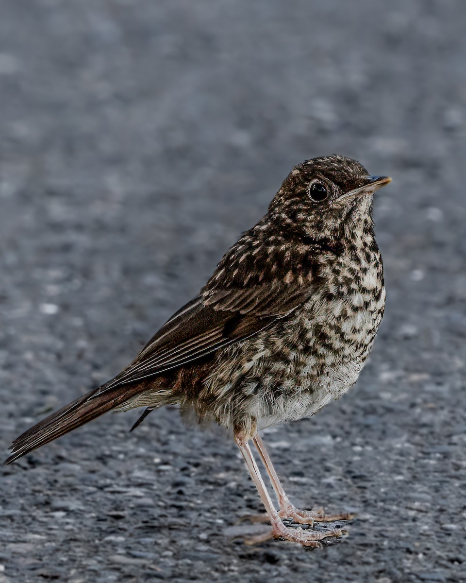 Swainson's Thrush (Russet-backed) - ML621751128