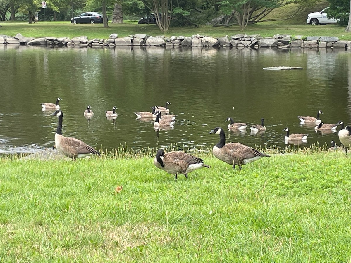 Canada Goose - ML621751156