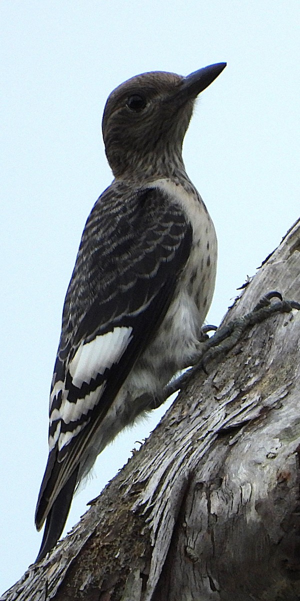 Red-headed Woodpecker - ML621751163