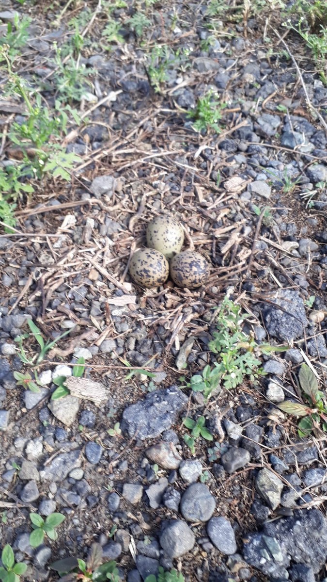 Southern Lapwing - ML621751195