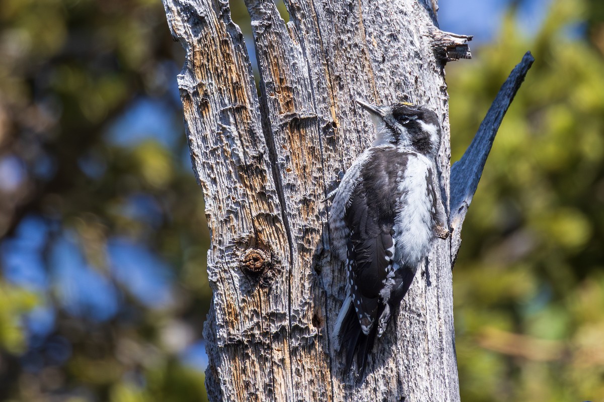 American Three-toed Woodpecker - ML621751242