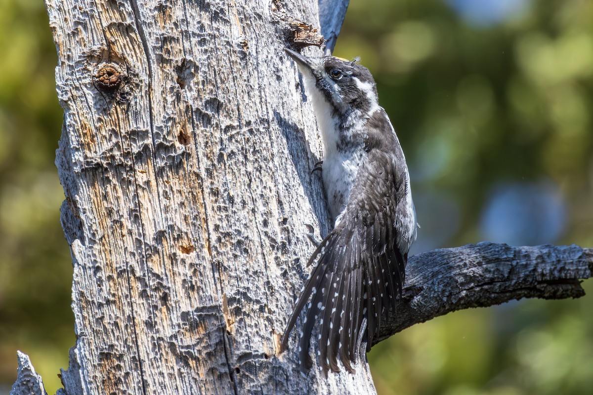 American Three-toed Woodpecker - ML621751243