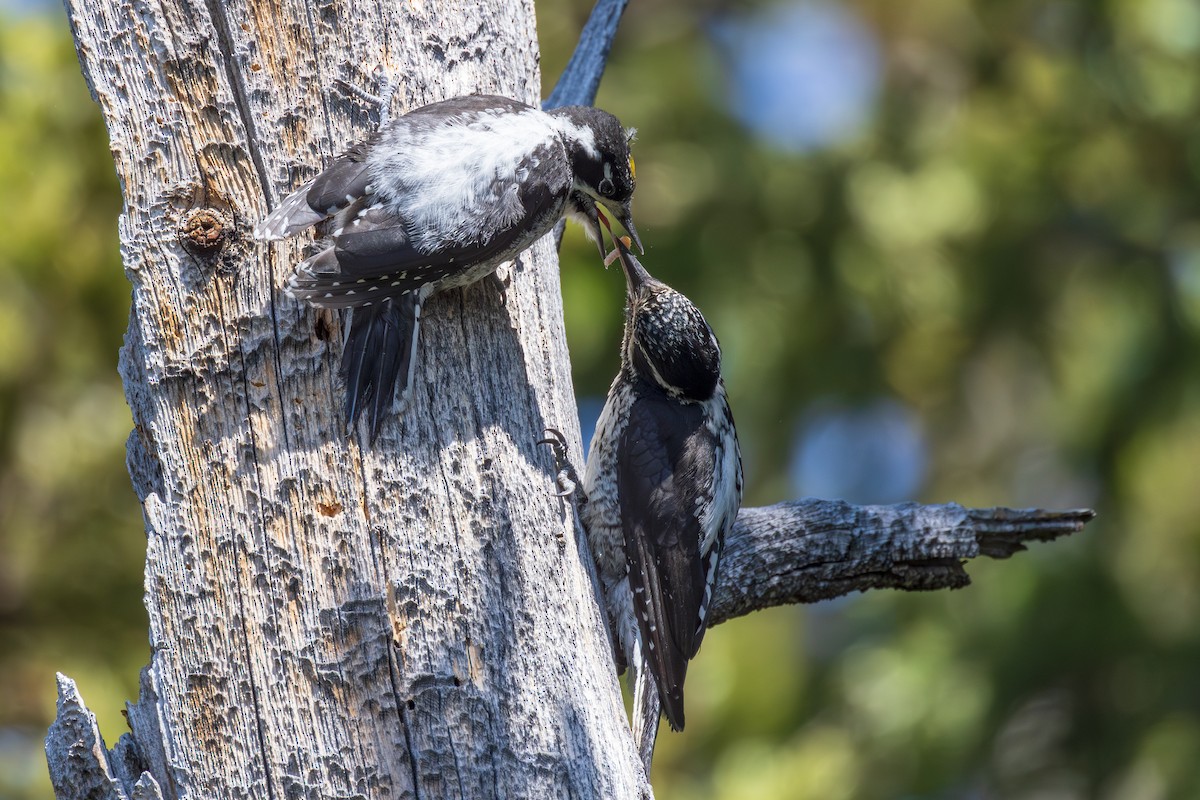 American Three-toed Woodpecker - ML621751244