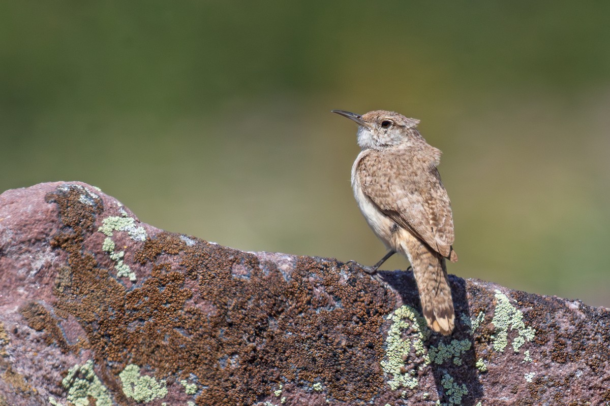 Rock Wren - ML621751391