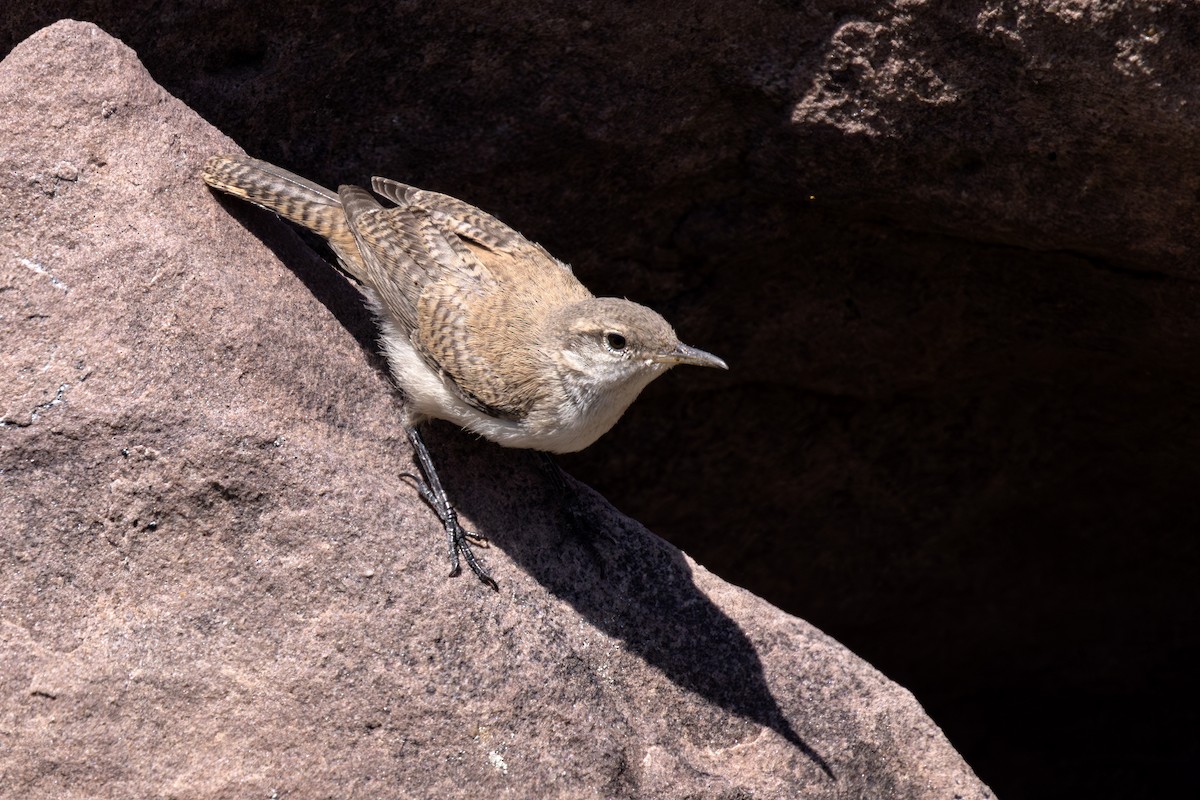 Rock Wren - Lesley Tullis