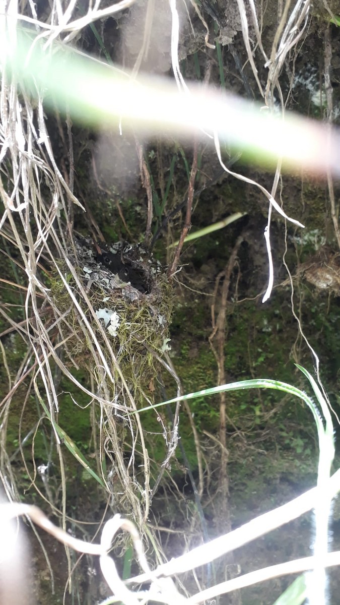 Tourmaline Sunangel - ML621751409