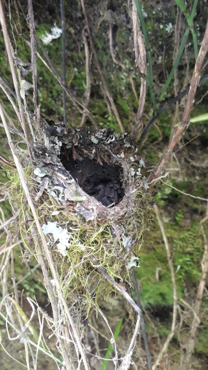 Tourmaline Sunangel - ML621751410