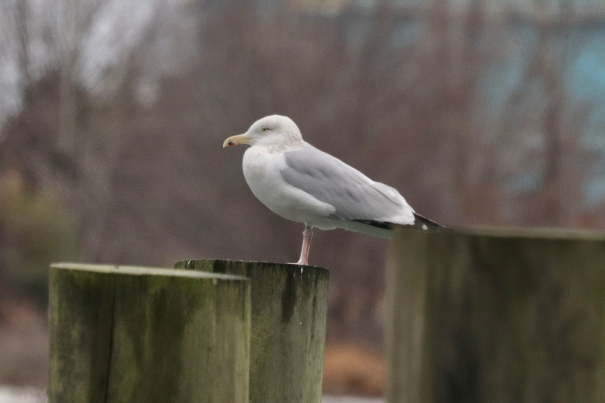 Herring Gull (American) - ML621751449