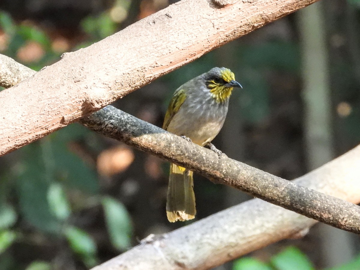 Bulbul de Finlayson - ML621751475