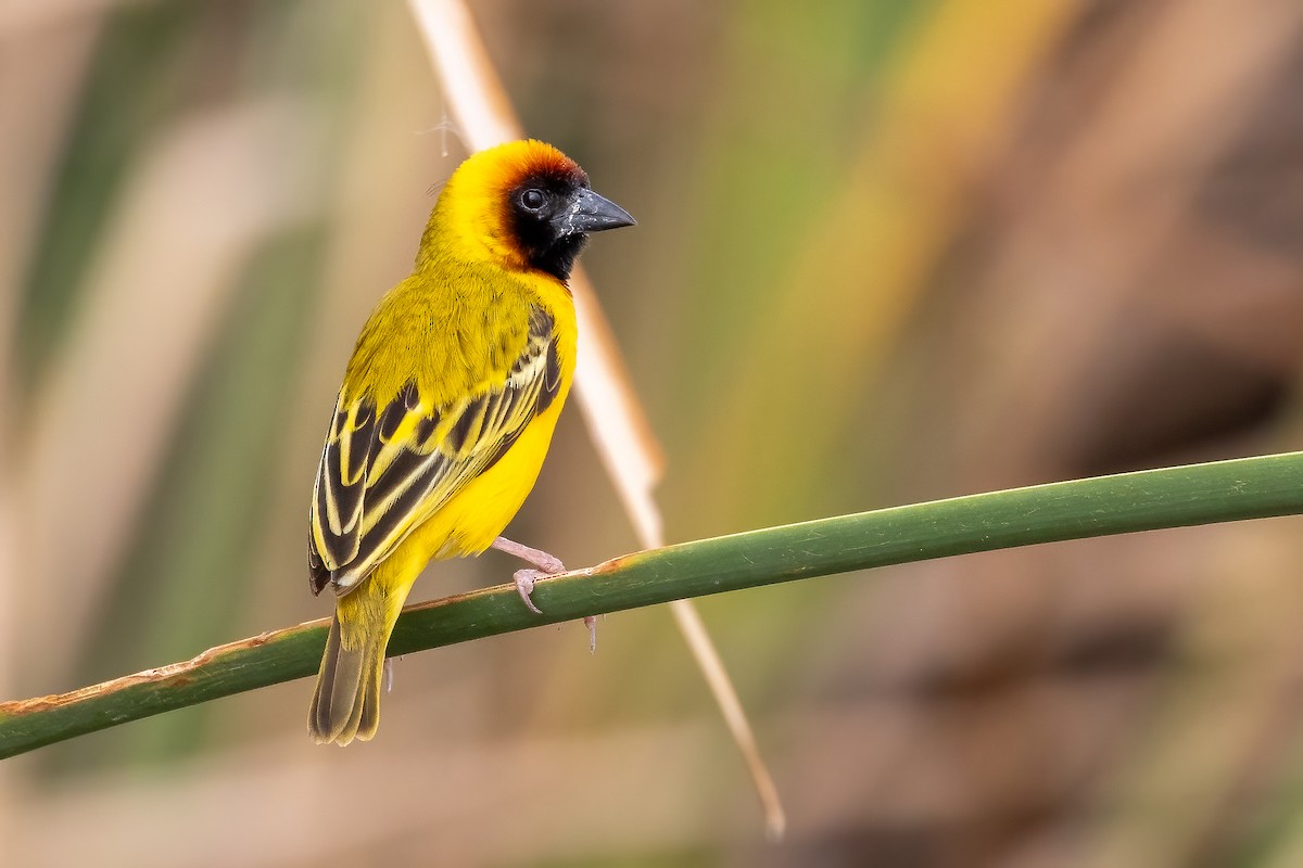 Northern Masked-Weaver - Daniel Danckwerts (Rockjumper Birding Tours)