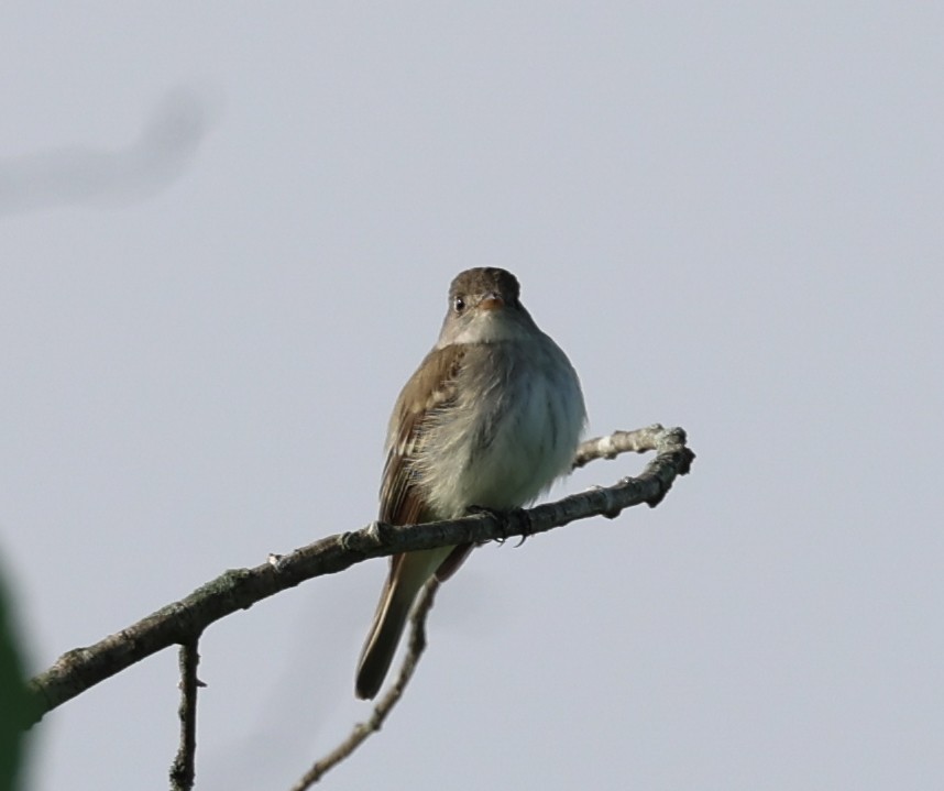 Willow Flycatcher - ML621751572