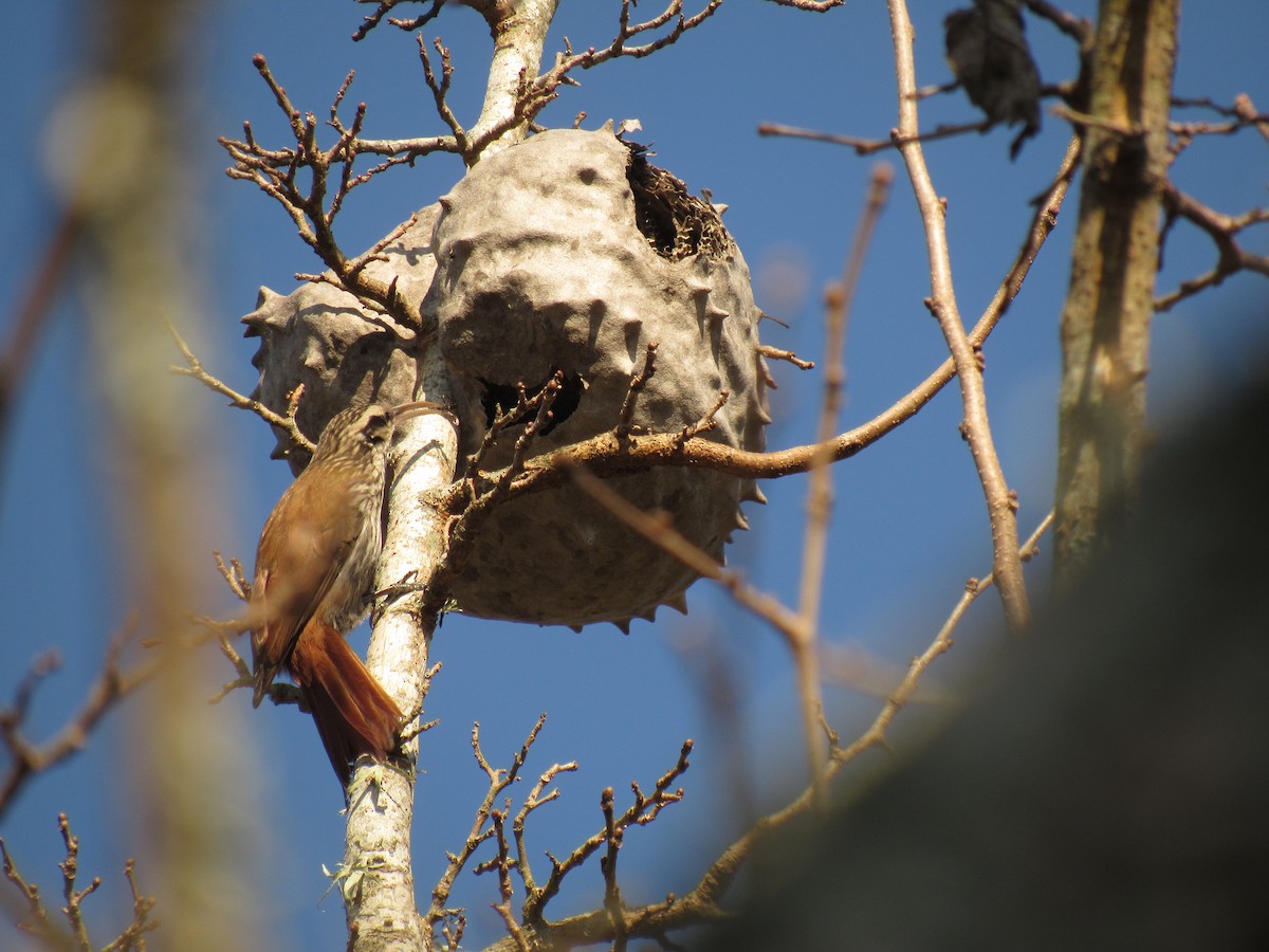 Narrow-billed Woodcreeper - ML621751618