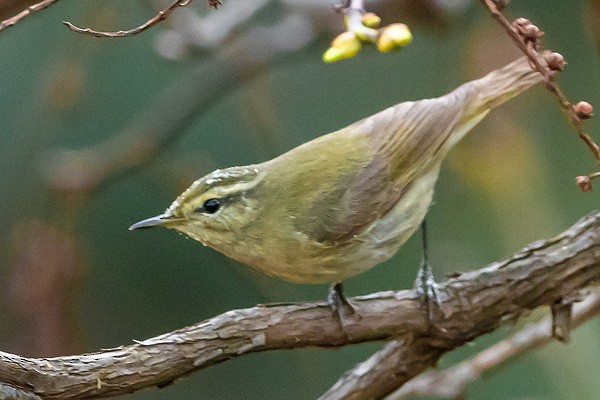 Tytler's Leaf Warbler - ML621751628