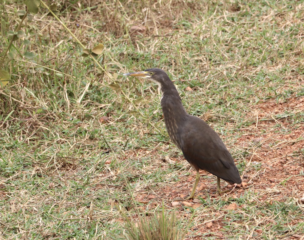 Rufous-bellied Heron - ML621751634