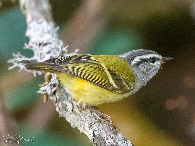 Ashy-throated Warbler - ML621751645