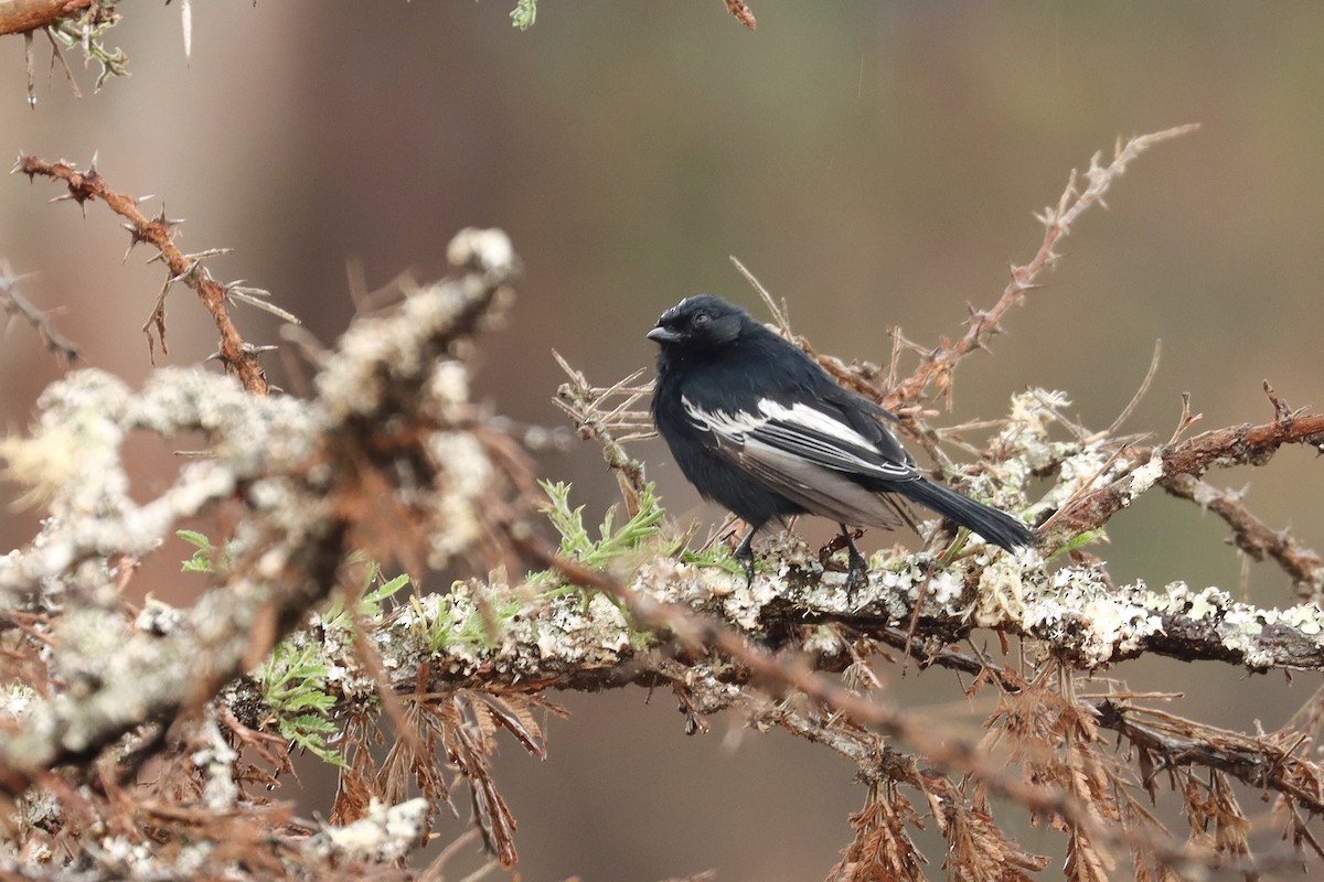 White-winged Black-Tit - ML621751658