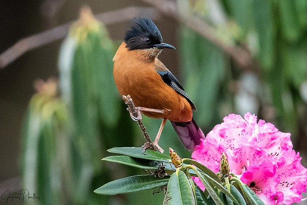 Rufous Sibia - ML621751662