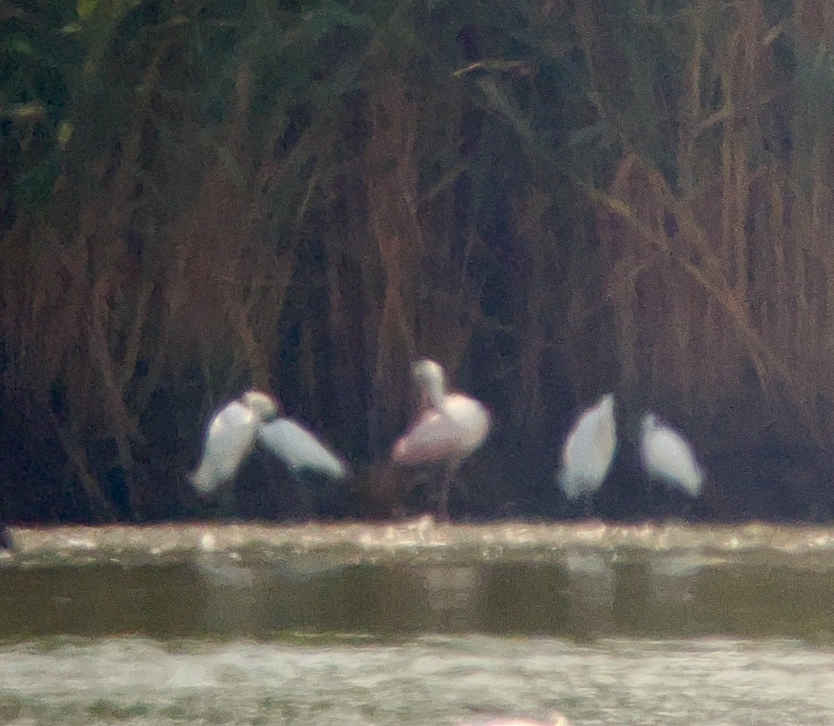 Roseate Spoonbill - ML621751671