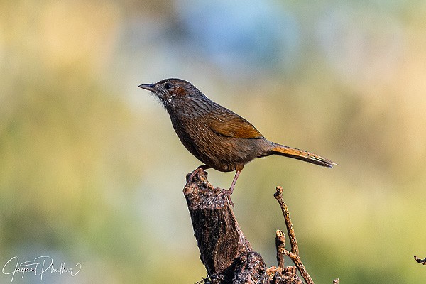 Streaked Laughingthrush - ML621751762