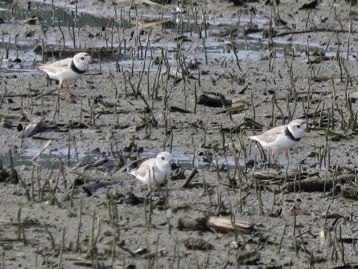 Piping Plover - ML621751765