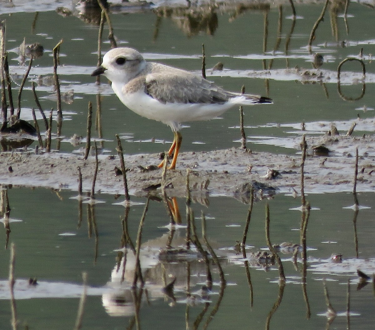 Piping Plover - ML621751766