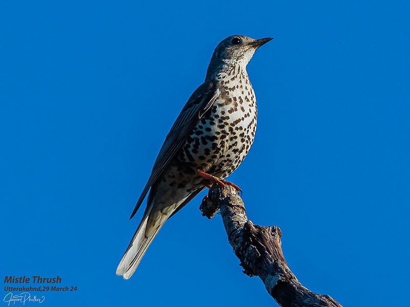 Mistle Thrush - ML621751785