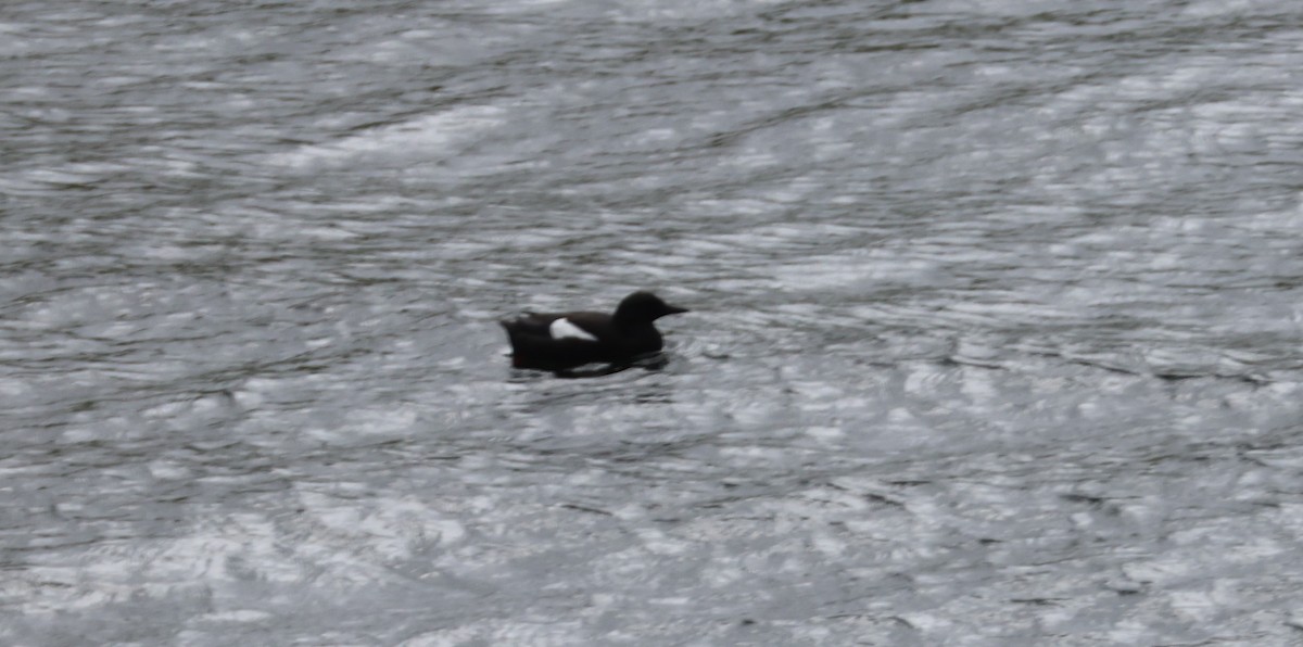 Black Guillemot - ML621751786