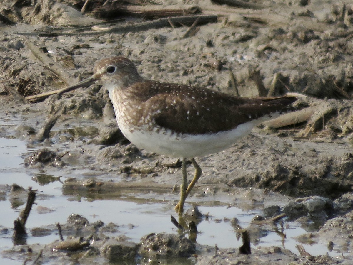 Solitary Sandpiper - ML621751787