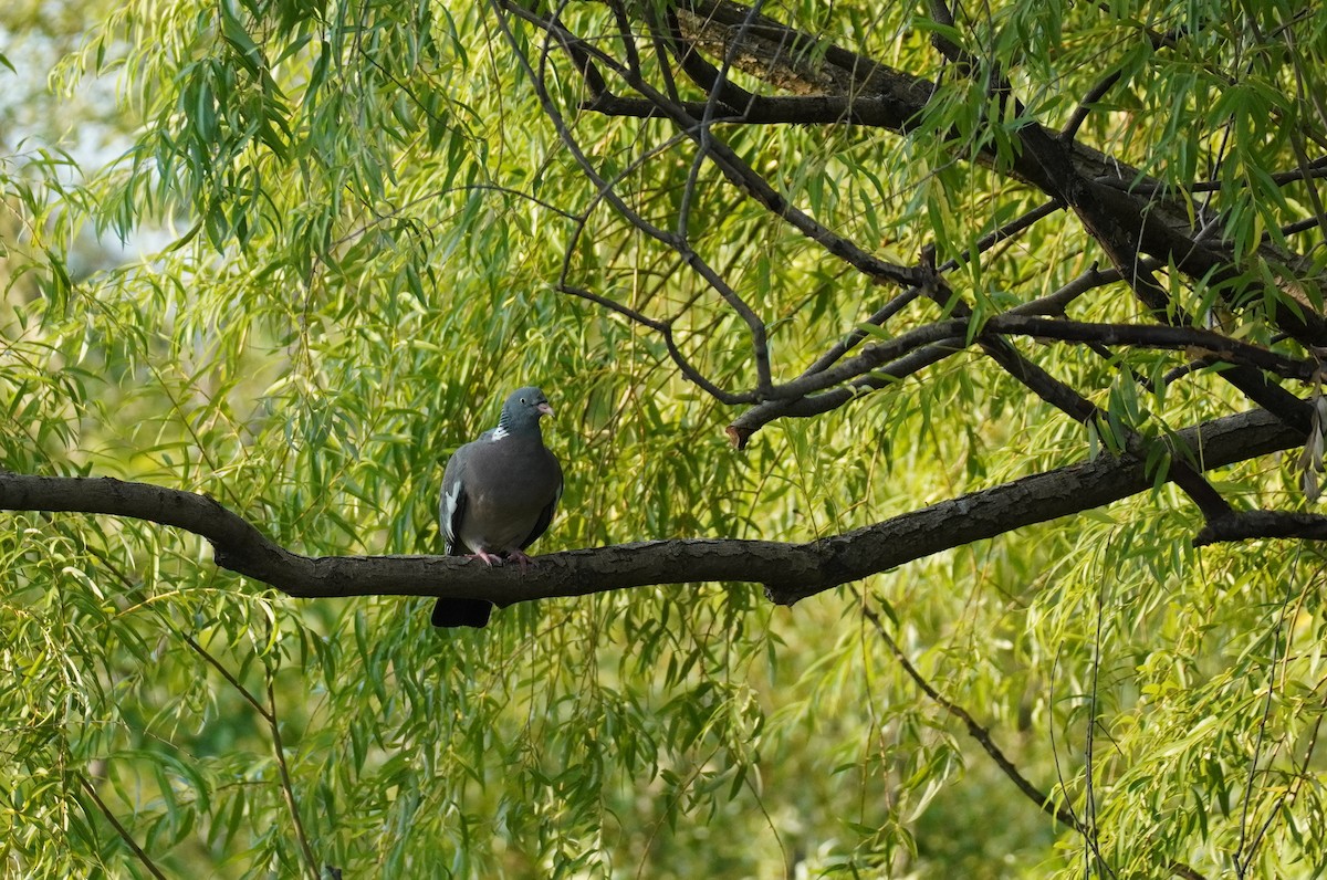 Common Wood-Pigeon - ML621751790