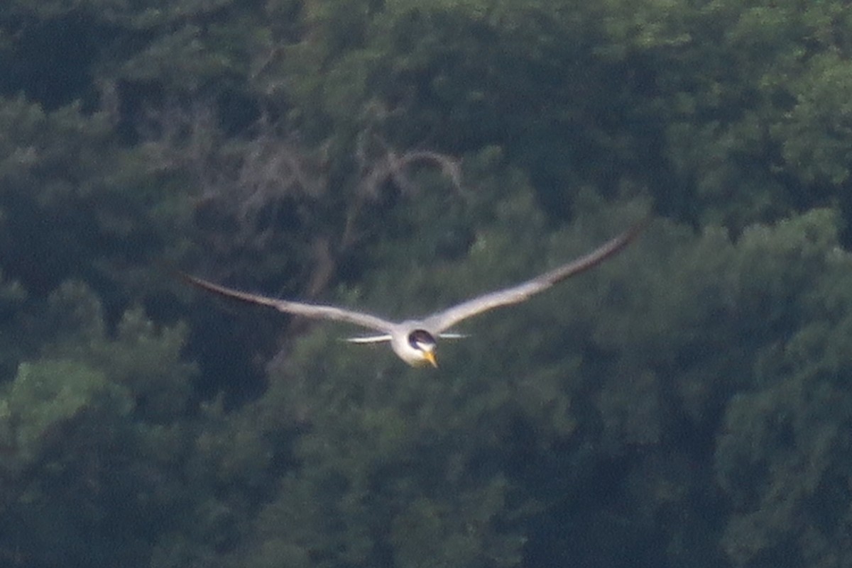 Least Tern - ML621751802