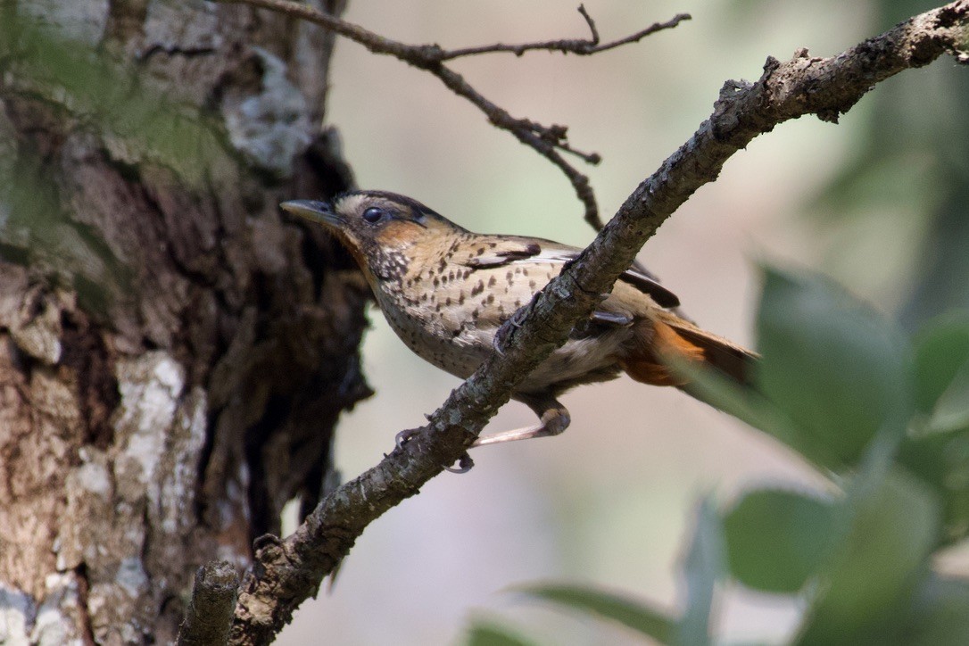 Rufous-chinned Laughingthrush - ML621751819