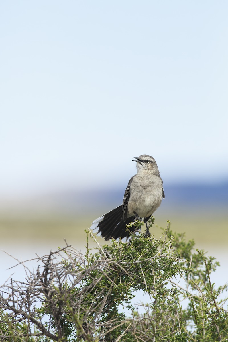 Patagonian Mockingbird - Emanuel Tiberi