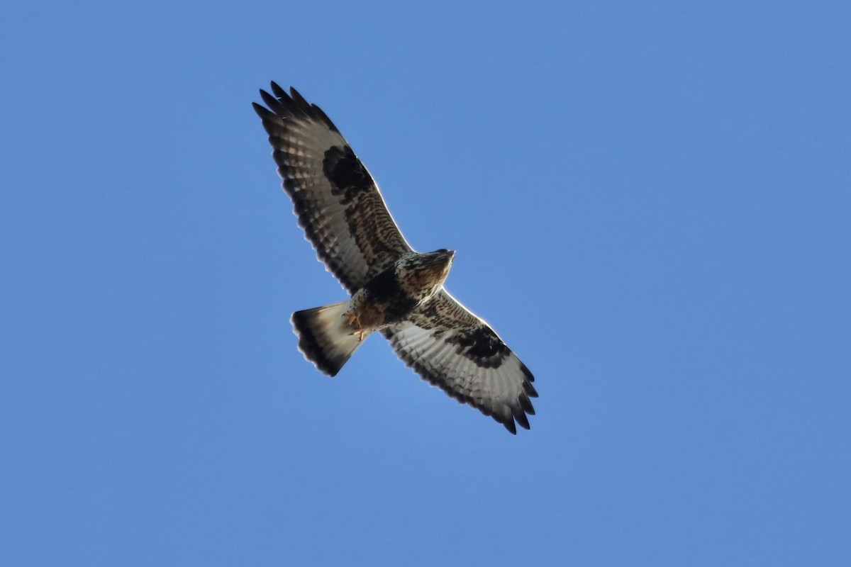 Rough-legged Hawk - Oliver Kew