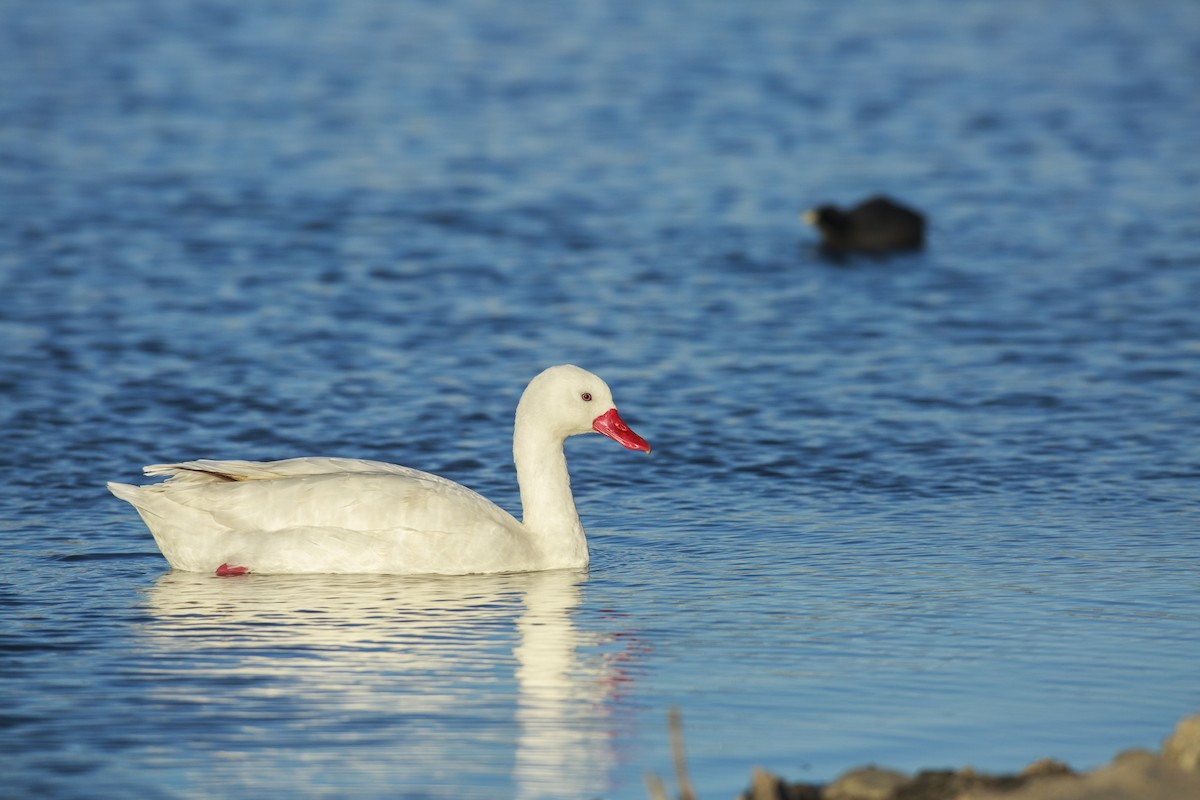 Coscoroba Swan - ML621751972