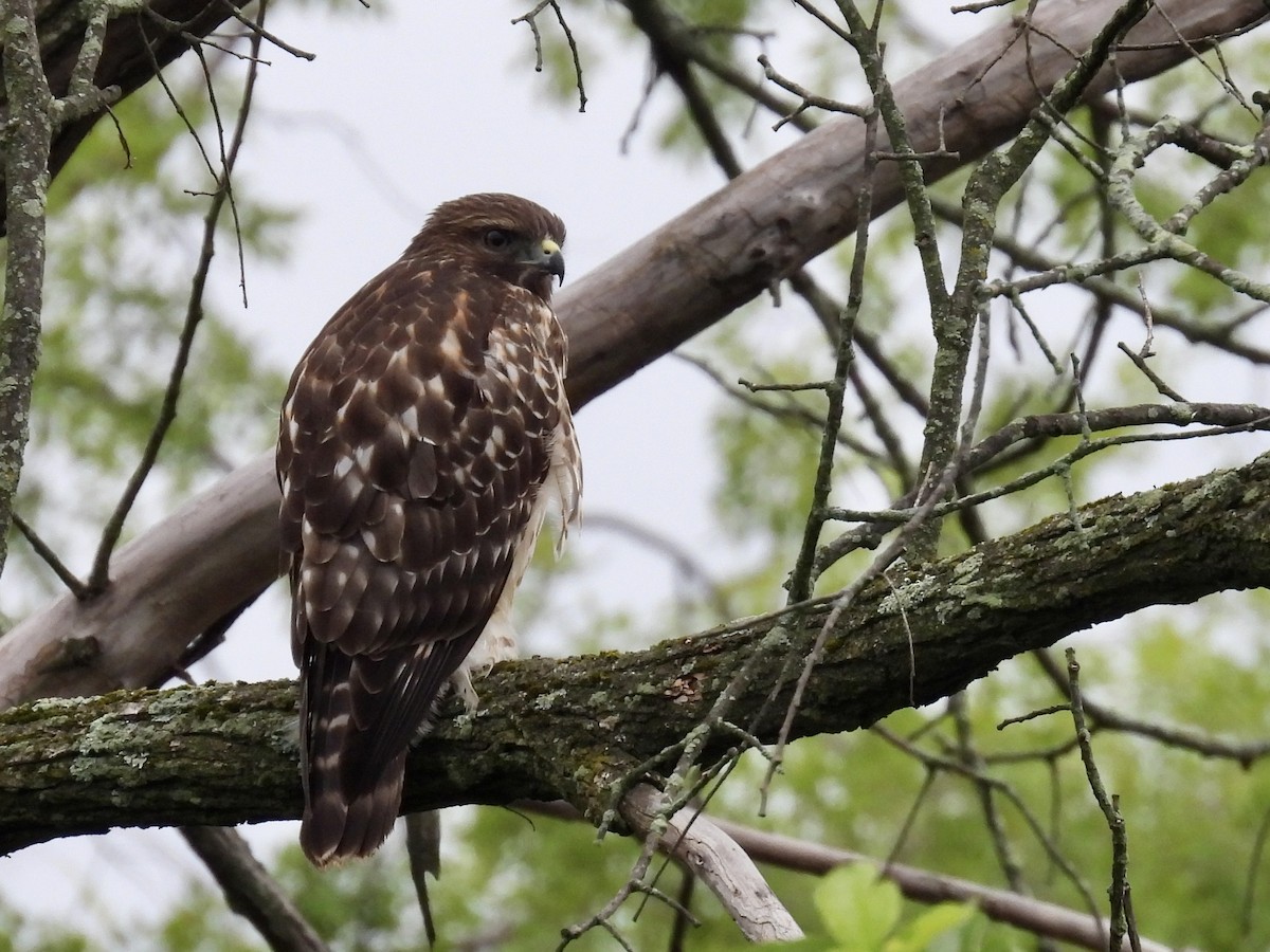 Red-shouldered Hawk - ML621751975