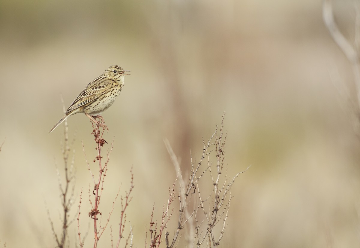 Correndera Pipit (Correndera) - ML621751984