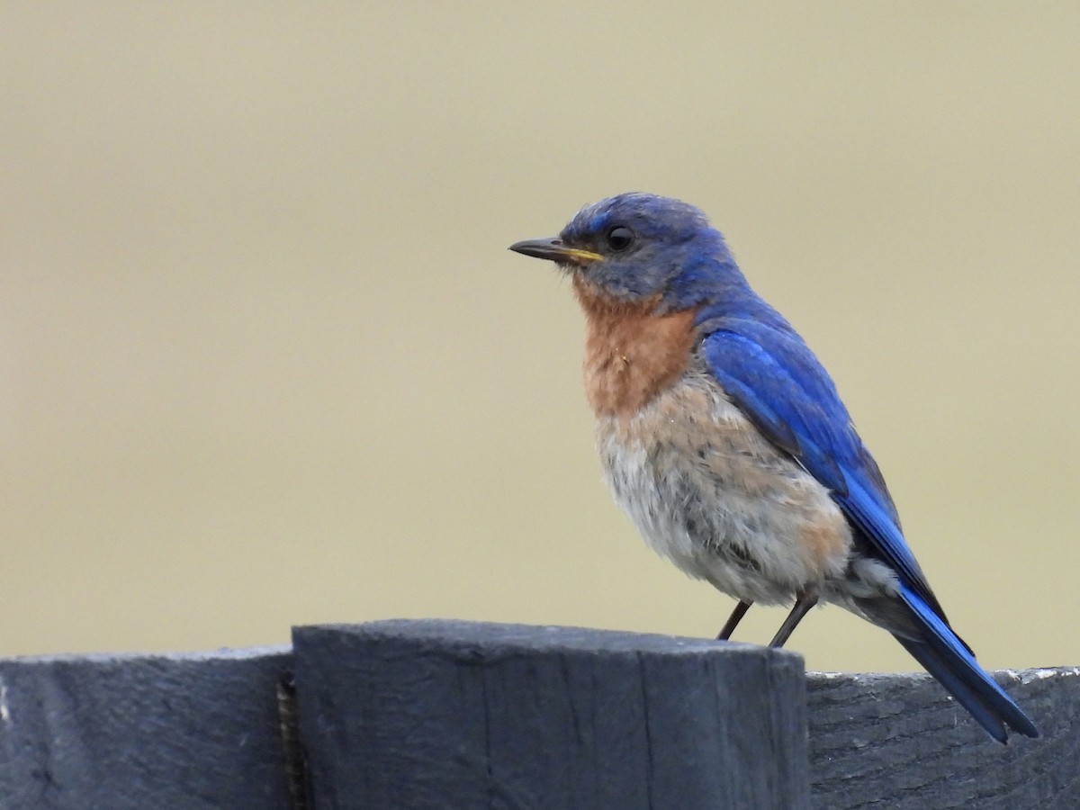 Eastern Bluebird - ML621751988