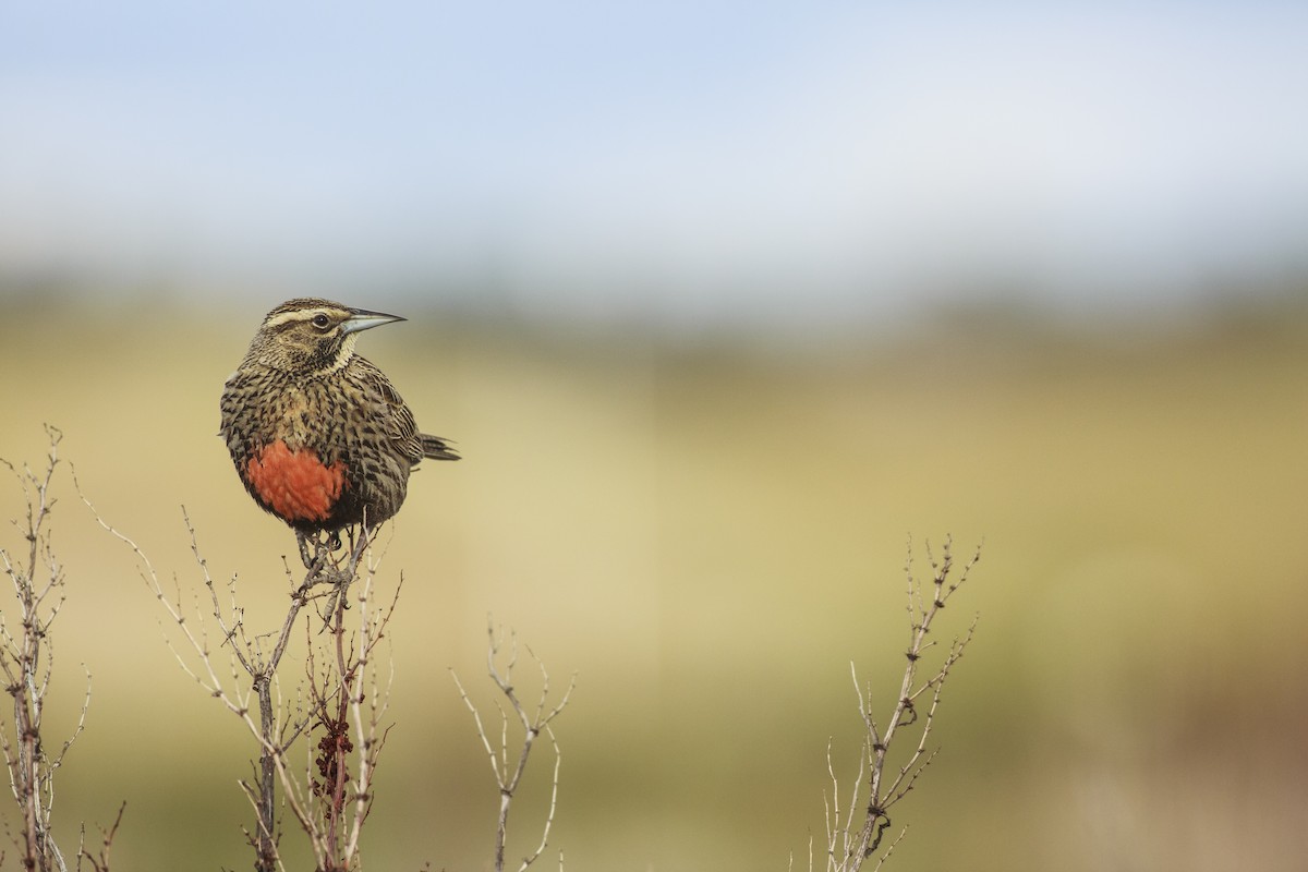 Long-tailed Meadowlark - ML621752007