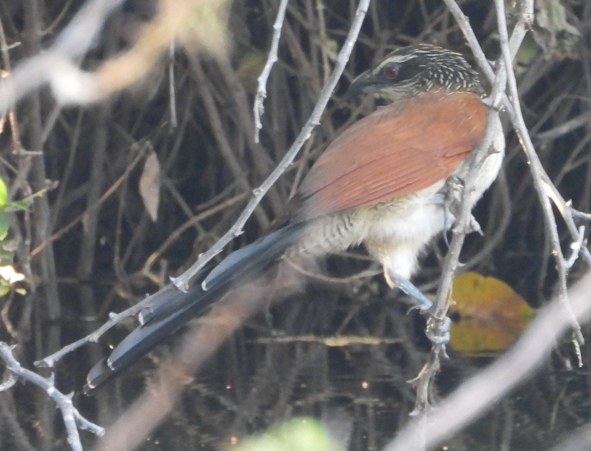 White-browed Coucal - ML621752171