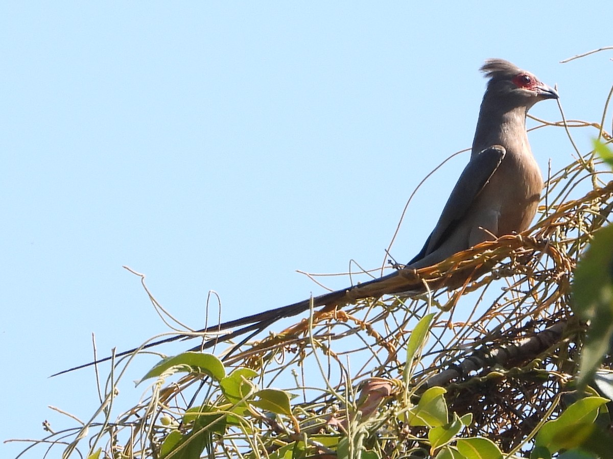 Red-faced Mousebird - Timothy Whitehead