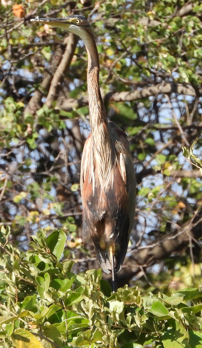 Purple Heron - ML621752179