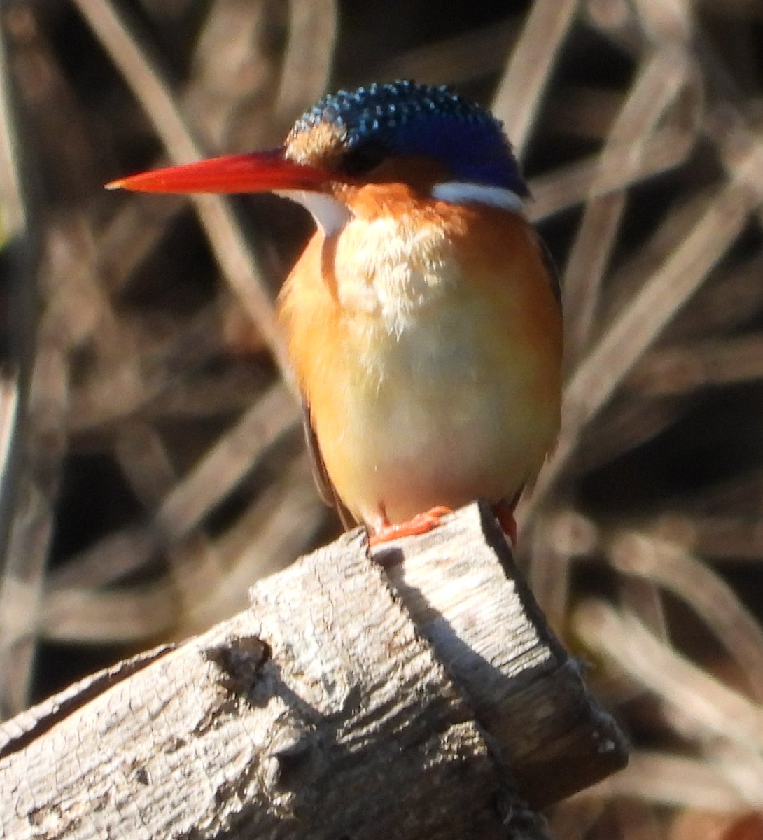 Malachite Kingfisher - ML621752186