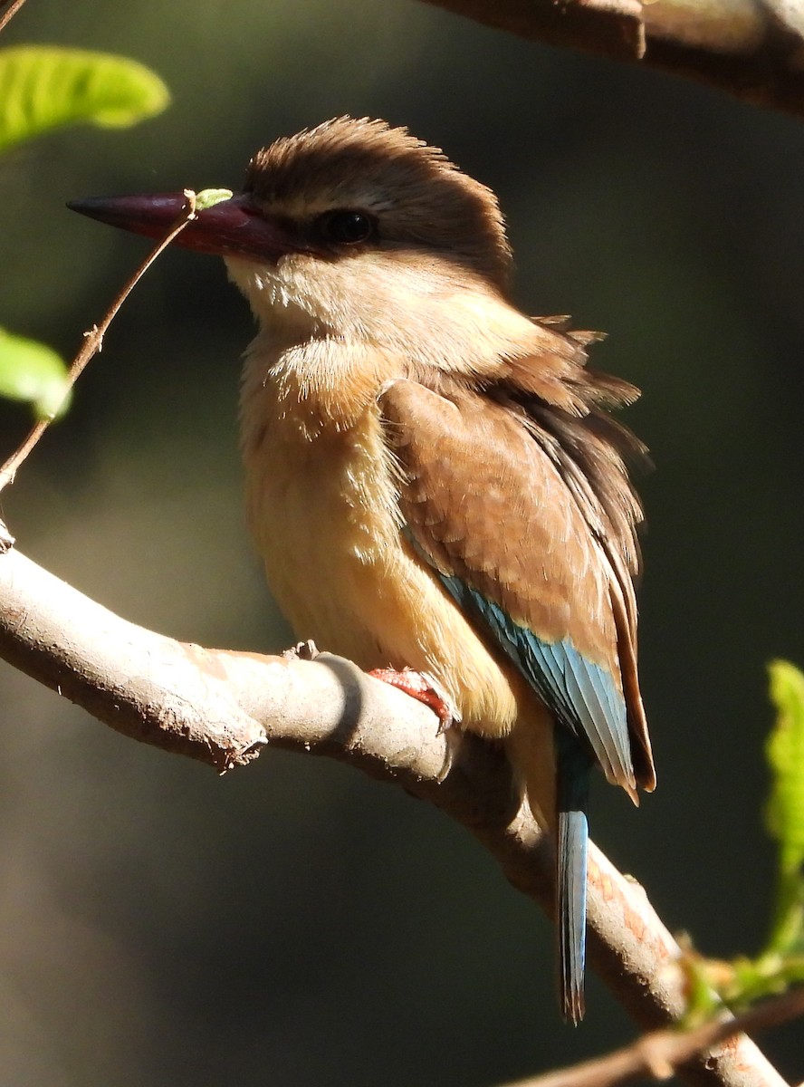 Brown-hooded Kingfisher - ML621752189