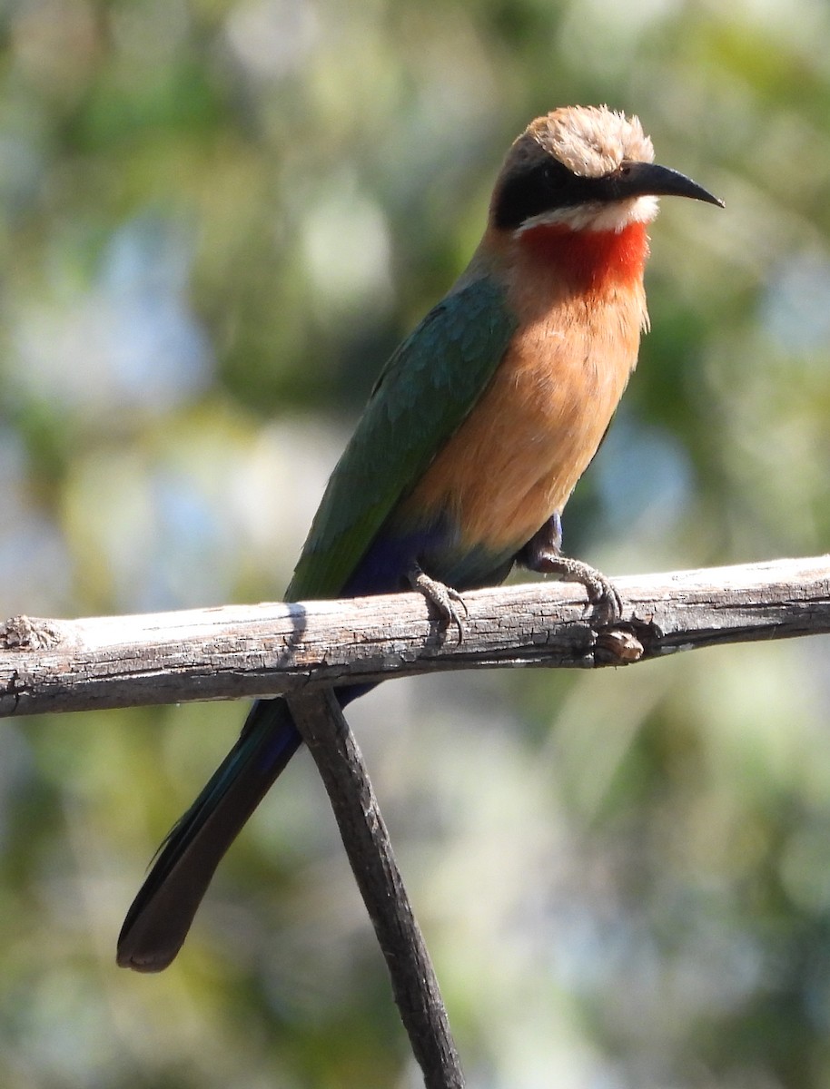 White-fronted Bee-eater - ML621752195