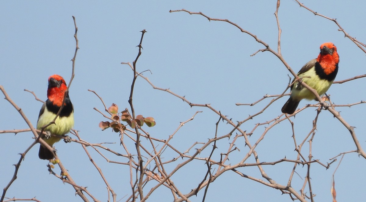 Black-collared Barbet - ML621752196