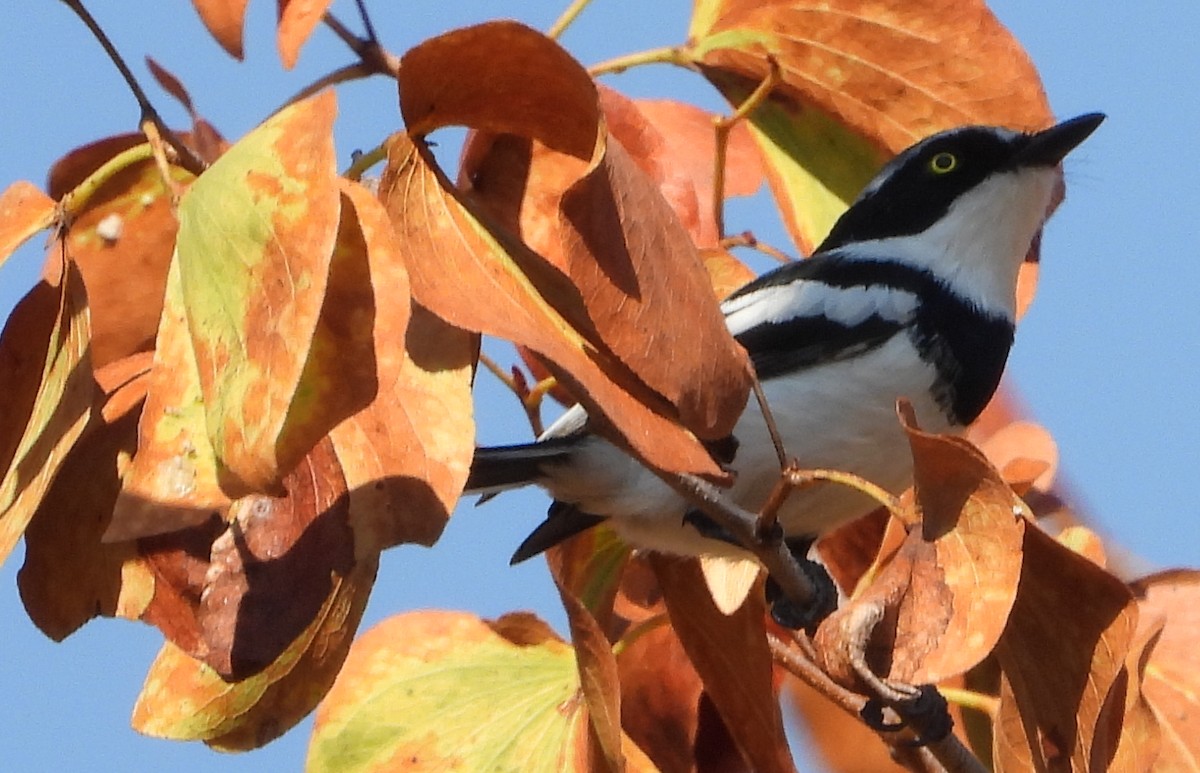 Chinspot Batis - ML621752201