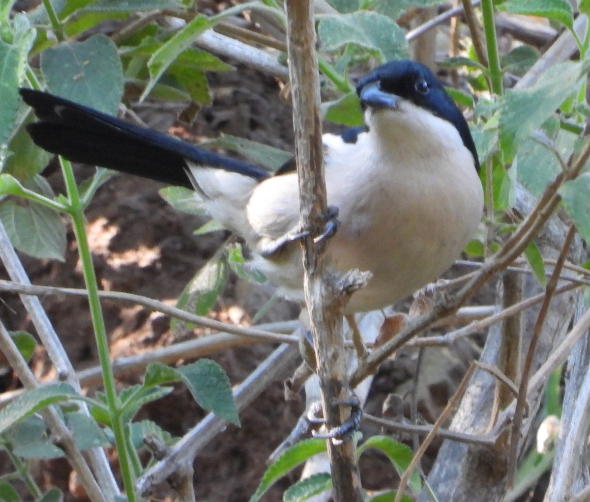 Tropical Boubou - ML621752205