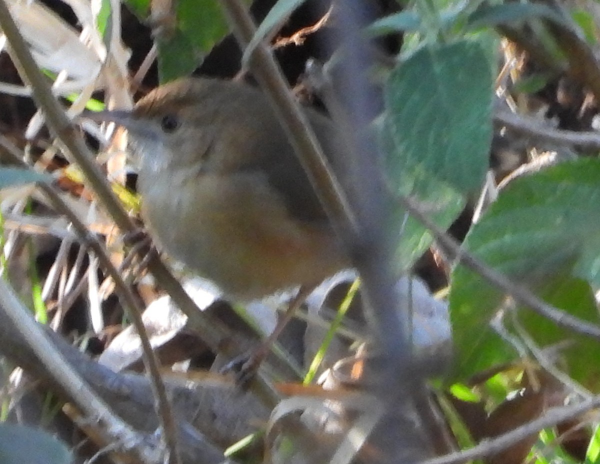 Red-faced Cisticola - ML621752209